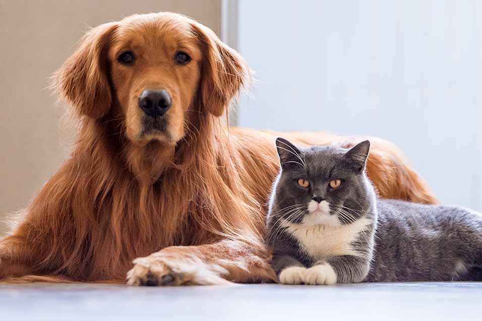 Image of dog and cat sitting together