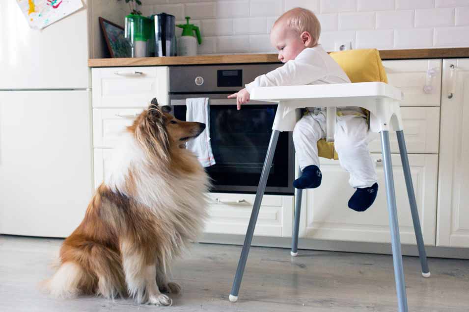 Picture of a Collie and a baby in a high chair
