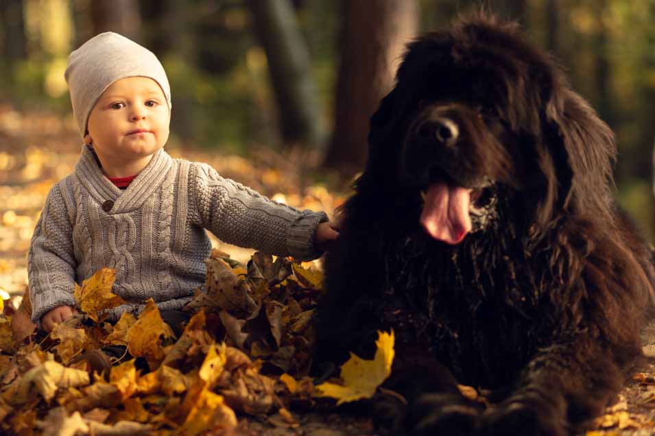 Picture of a boy and a Newfoundland Dog in the leaves