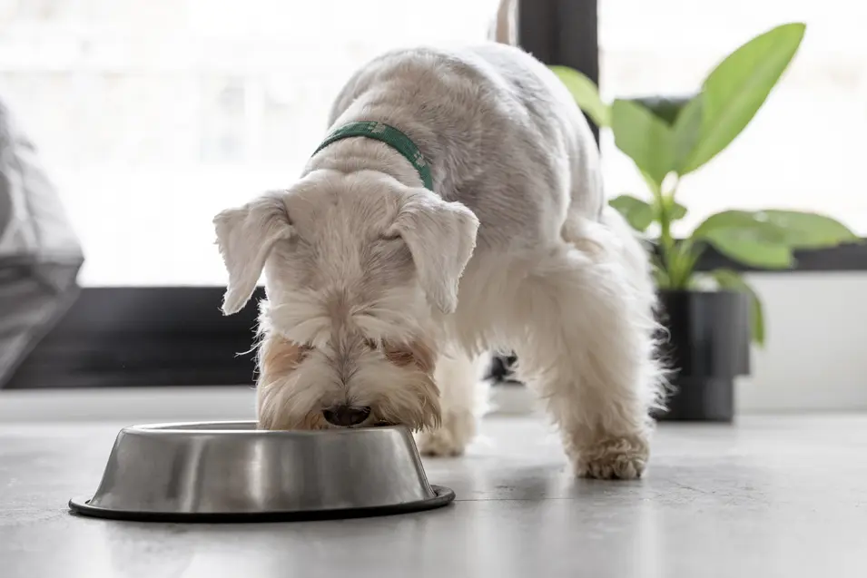 Dog Eating
