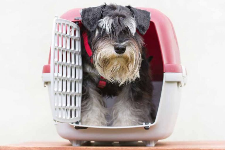 Picture of Schnauzer in a crate