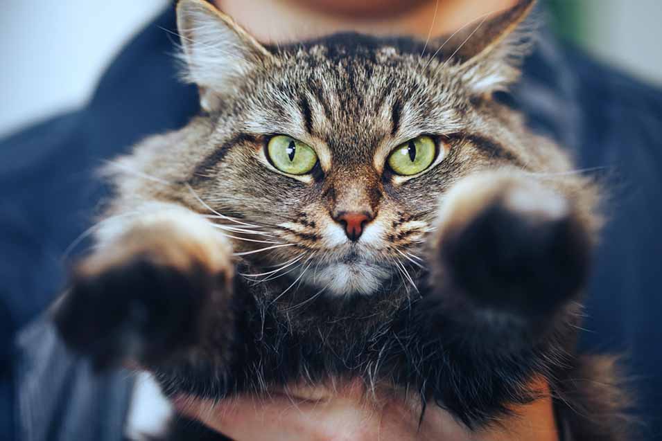 How To Calm A Cat In Heat Pet Friendly House