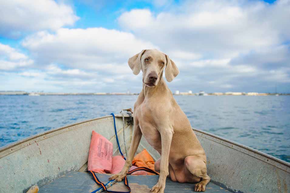 Image of a dog on a fishing boat