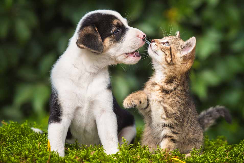 Picture of of puppy and kitten