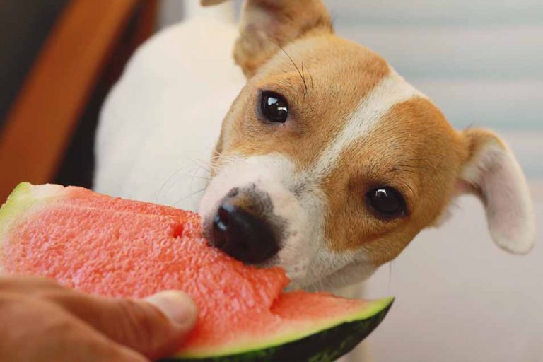 dog eating watermellon