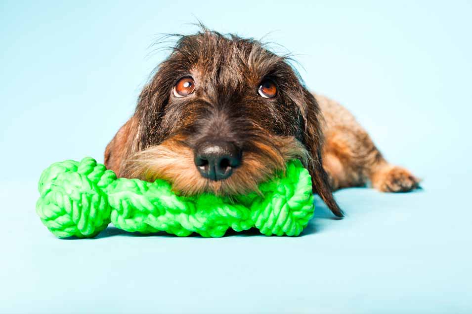 Picture of dog chewing a toy