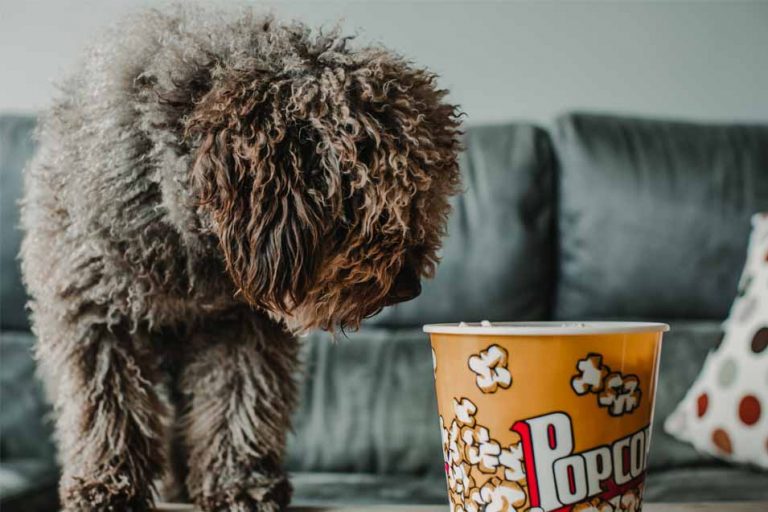 Picture of a dog looking at popcorn