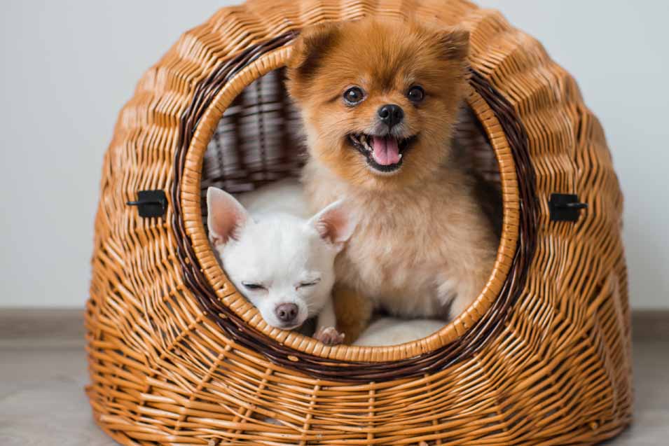 image of two dogs in a basket