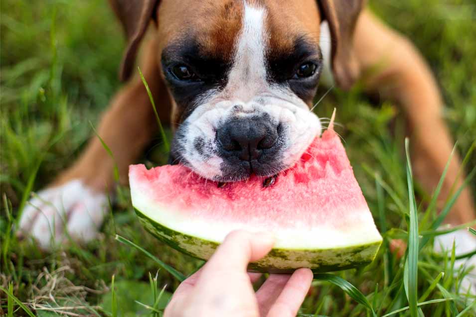 Picture of a dog eating watermelon