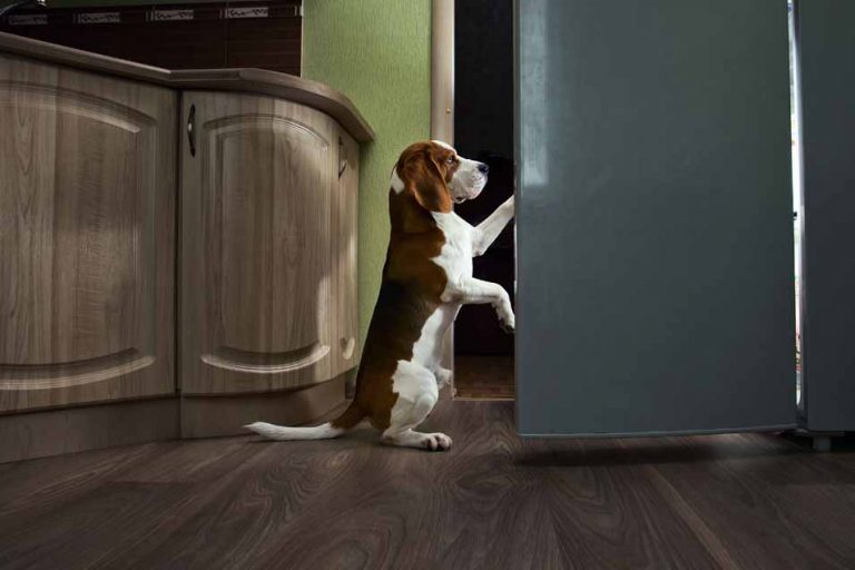 Picture of dog by the fridge