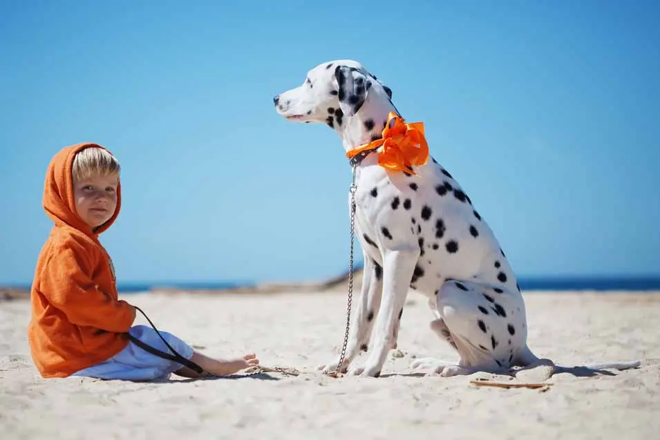 A child in an orange hoodie sits beside a Dalmatian wearing a matching bow on a sunny beach beneath a clear blue sky.