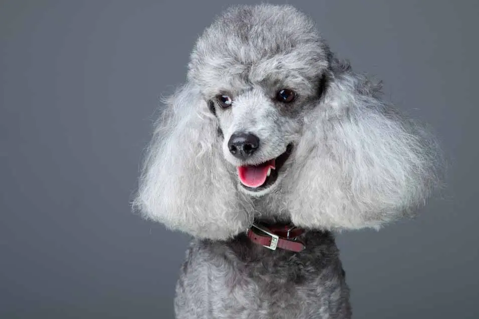 A smiling silver-gray poodle with fluffy ears and a red collar poses against a plain gray background.