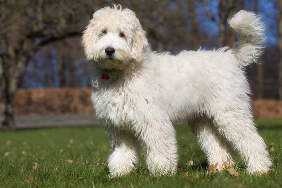 Picture of labradoodle