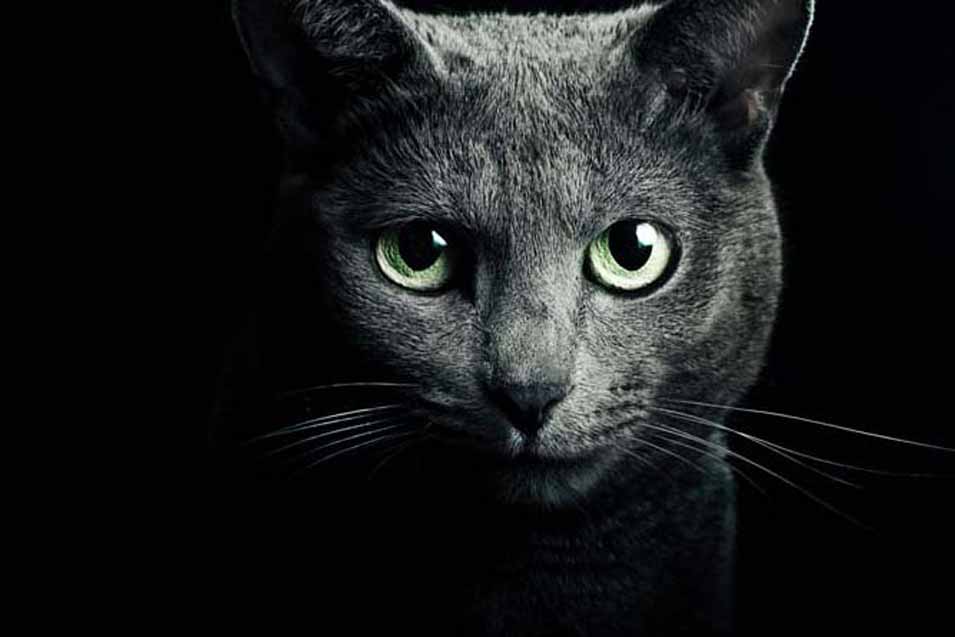 Picture of black cat with green eyes