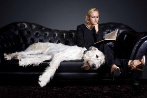 Picture of a Irish Wolfhound on a leather sofa