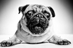 Black and white picture of a pug with its mouth open