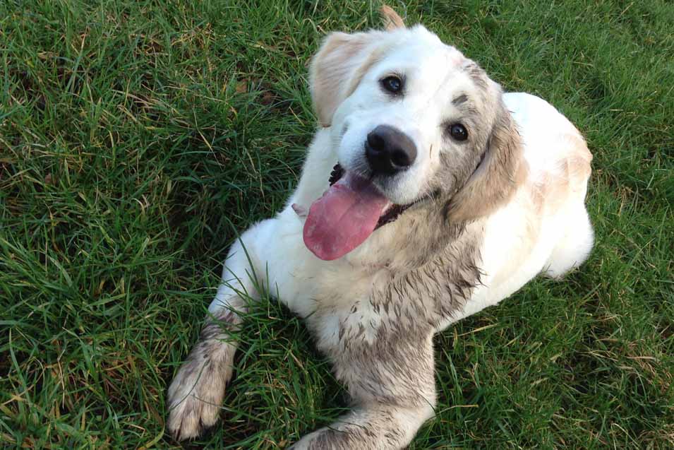 Picture of a muddy dog on grass in the backyard