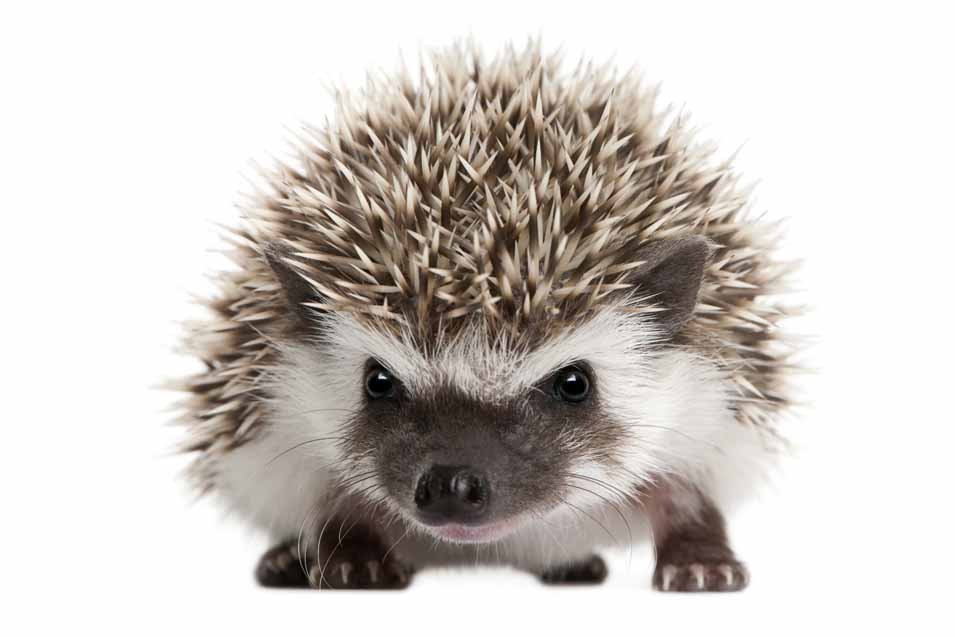 Picture of hedgehog