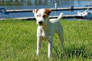 Picture of Jack Russell Terrier in the back yard