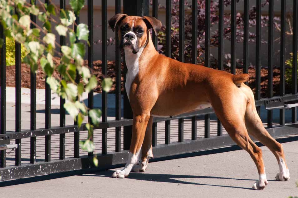 Picture of Boxer Dog by a metal fence