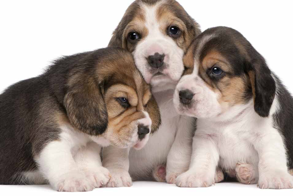 Picture of 3 puppies