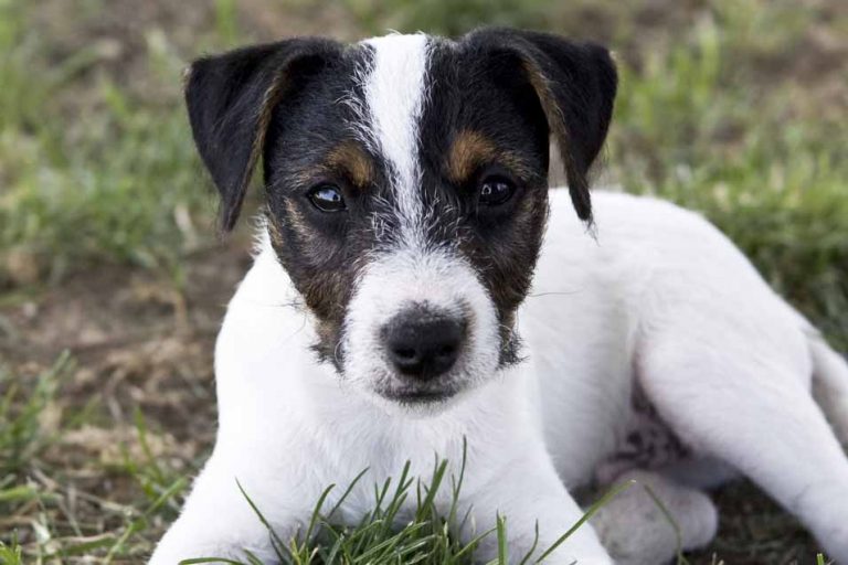 Picture of a black and white Jack Russell