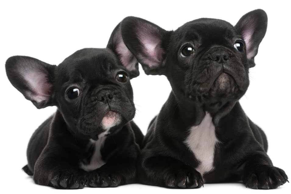 Picture of two french bulldog black puppies