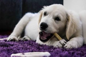 Picture of dog eating a bone on the rug