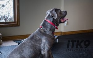 Picture of of a grey dog