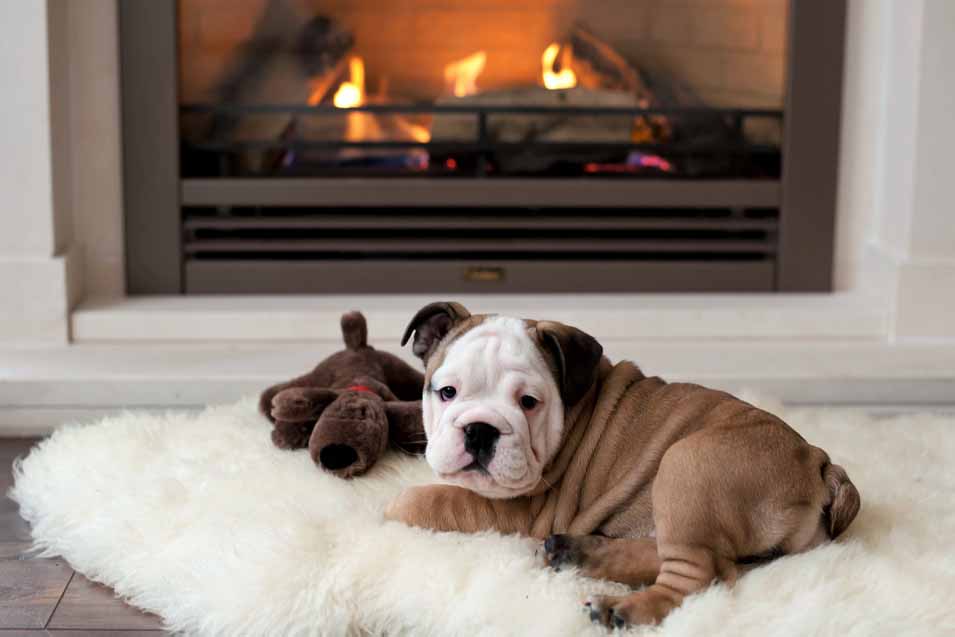 Picture of of a bulldog puppy in the living room