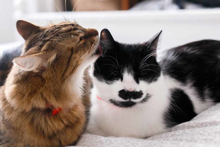 Why Do Cats Groom Each Other Pet Friendly House
