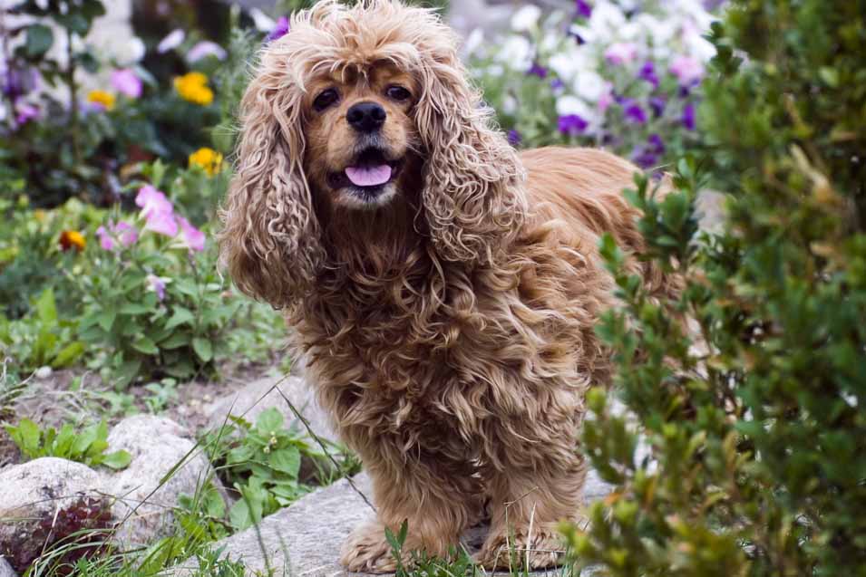 Picture of dog in the garden