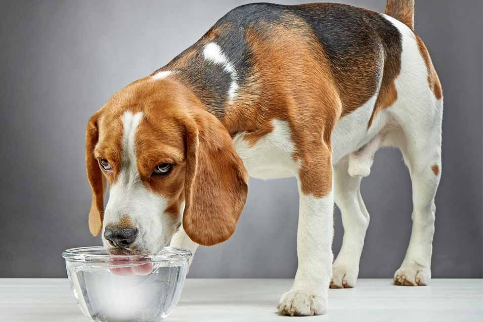 Picture of a dog drinking water
