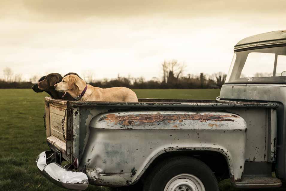 Picture of dogs in the back of a old truck