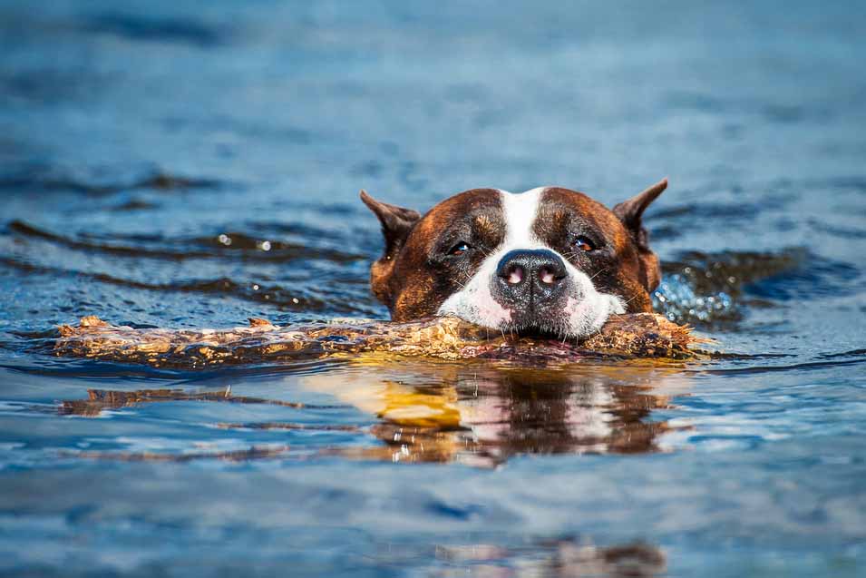 Picture of a dog in the water with a stick