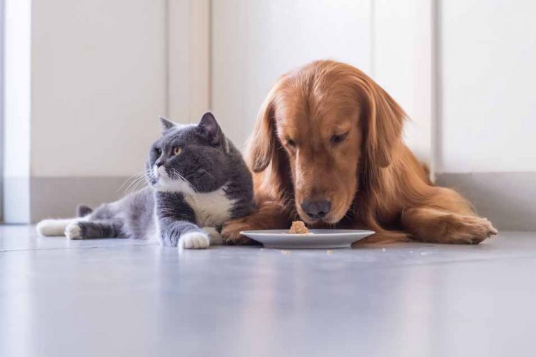 Picture of dog and a cat eating from a plate