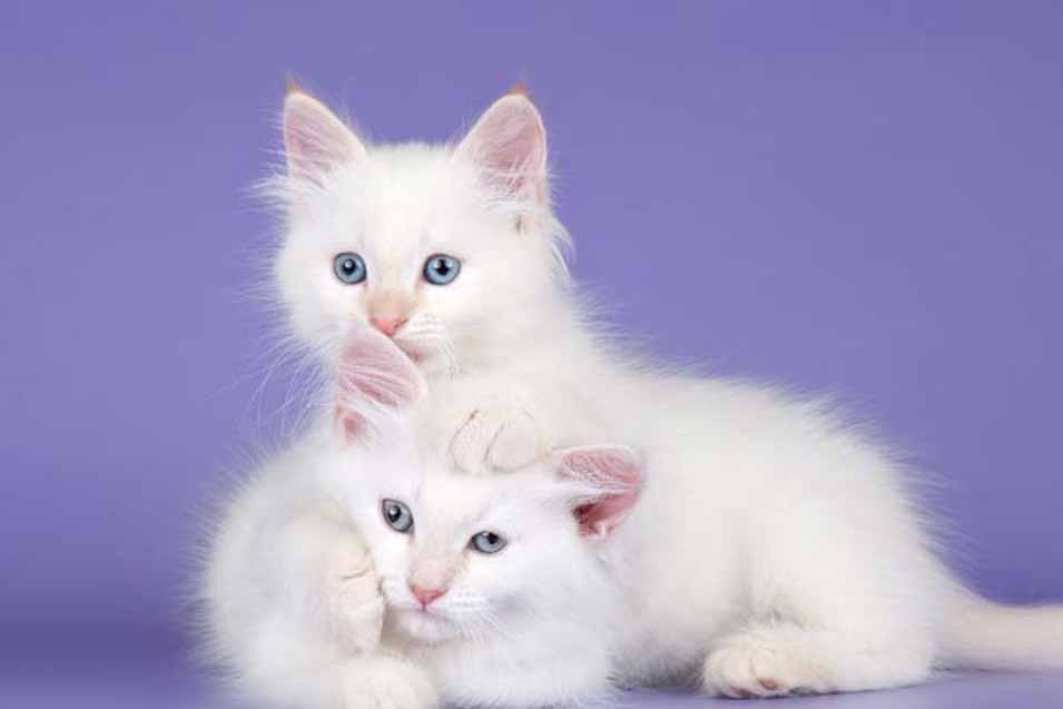 Picture of two white cats