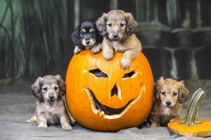 Picture of puppies sitting in a pumpkin