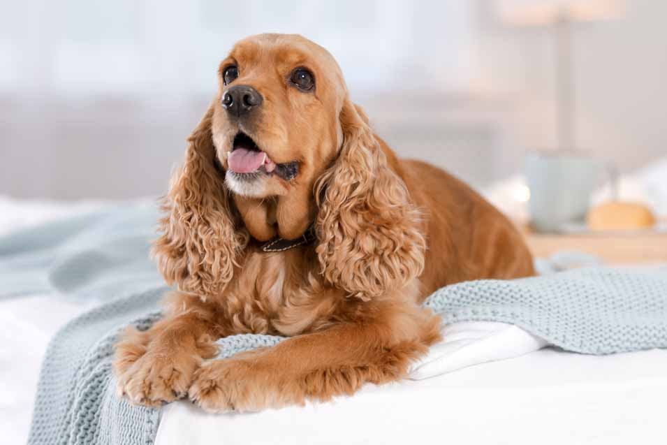 Picture of a Cocker spaniel in the bedroom