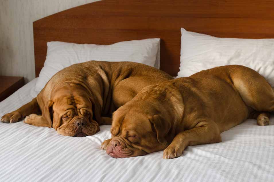 Picture of 2 Dogue de Bordeauxs on a bed