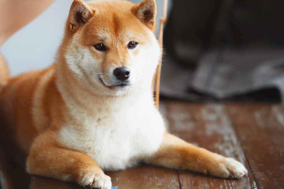 Picture of a Shiba Inu on a wood floor