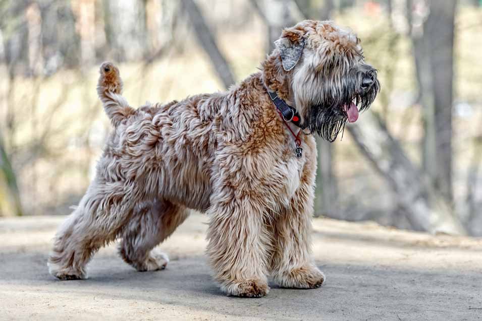 Picture of a Soft Coated Wheaten Terrier