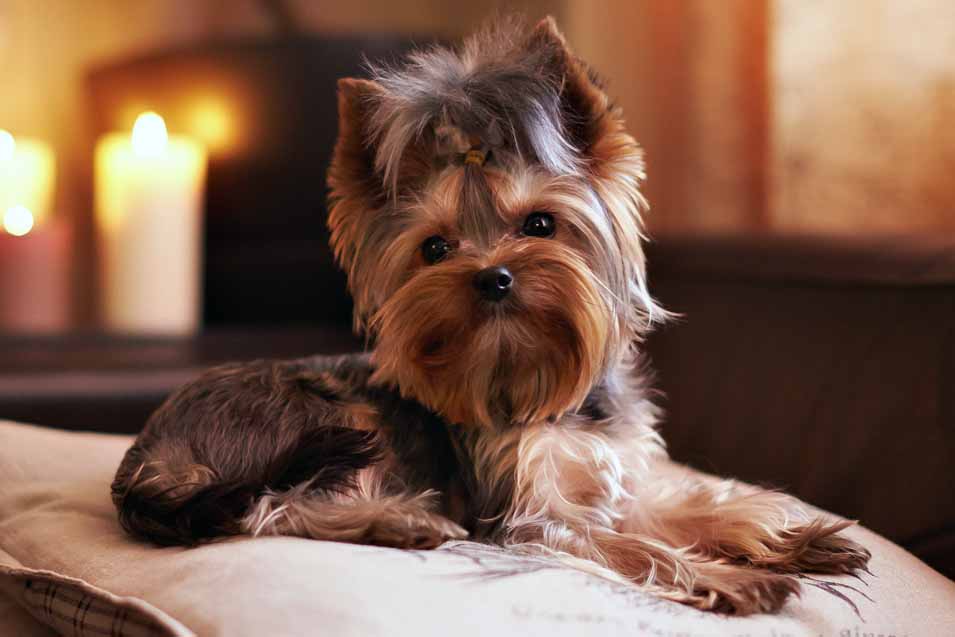 Picture of a Yorkshire Terrier sitting on pillows