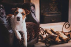 Picture of a Jack Russell sitting on a leather chair
