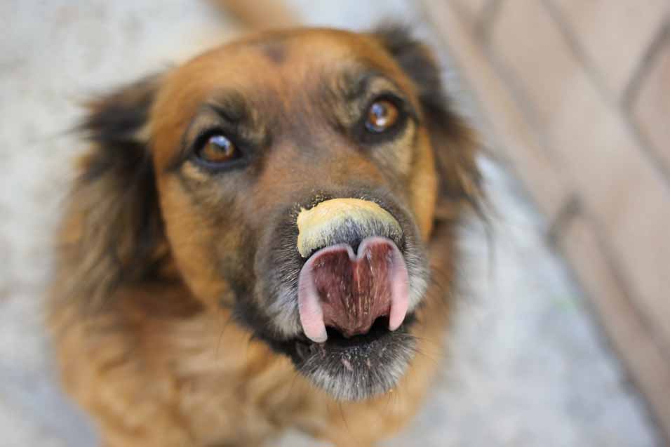 Picture of dog with peanut butter on its nose