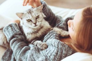 Picture of a angry looking cat on the sofa with a woman