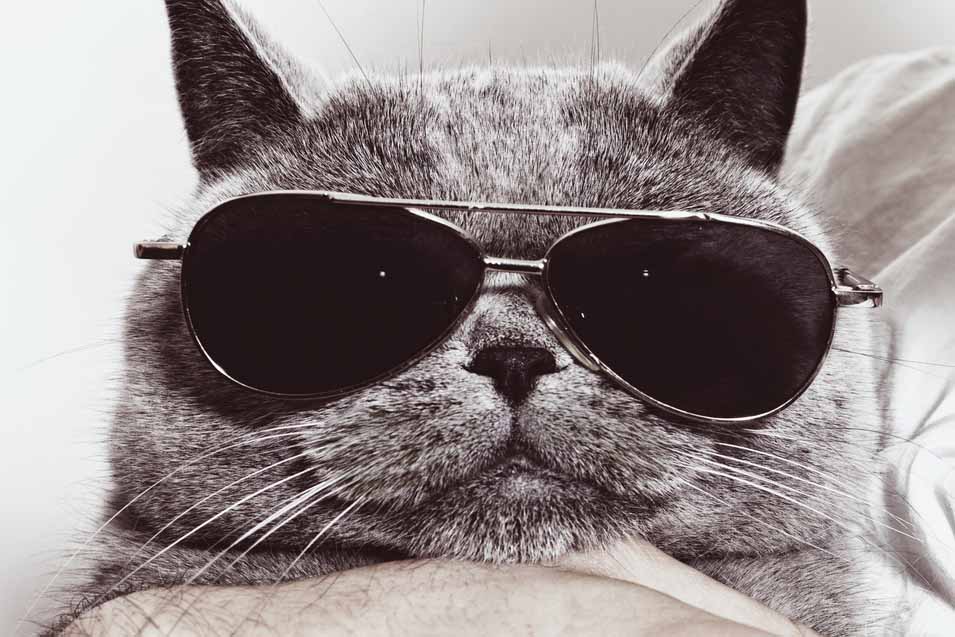 Picture of cat wearing sunglasses