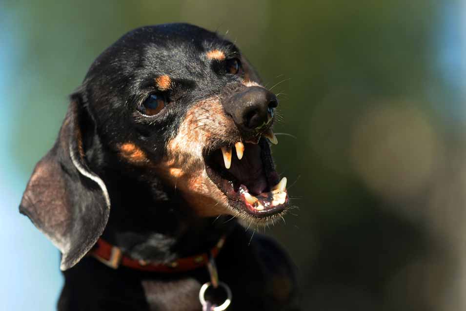Picture of a dog showing its teeth