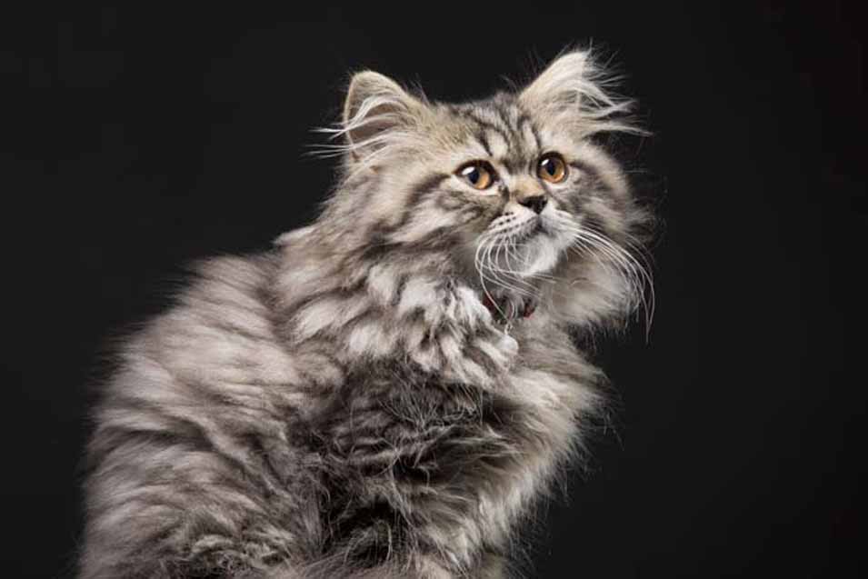 Picture of a hairy cat