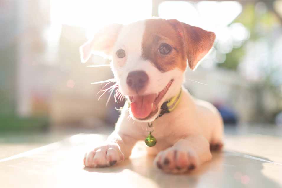 Picture of puppy in the sun